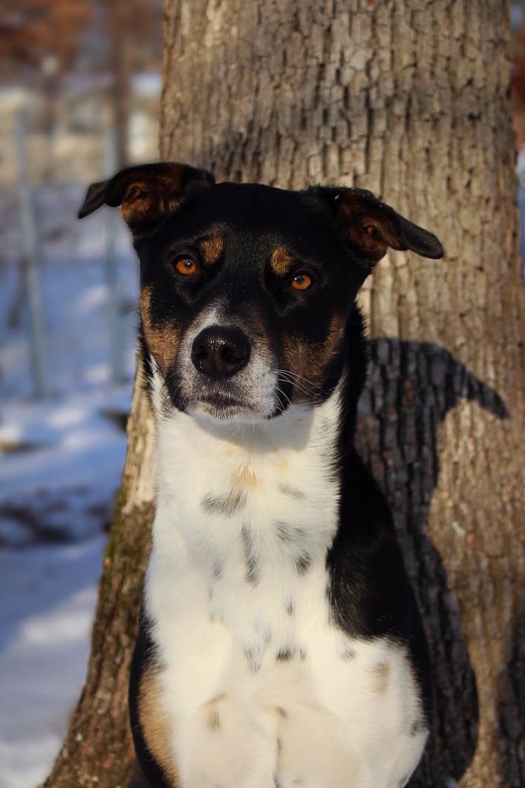 Gypsy, a Siberian Husky and American Pit Bull Terrier mix tested with EmbarkVet.com