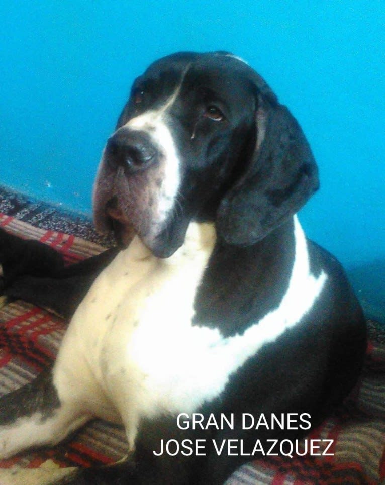 Urso, a Great Dane tested with EmbarkVet.com