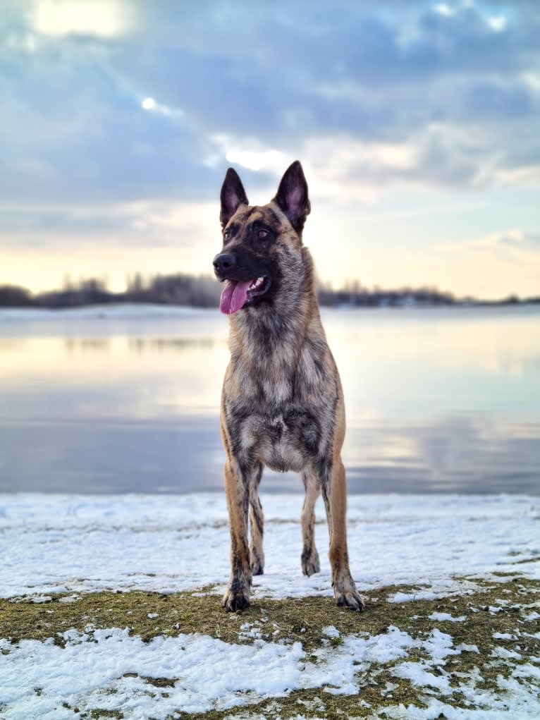 Xanu, a Dutch Shepherd and Belgian Malinois mix tested with EmbarkVet.com