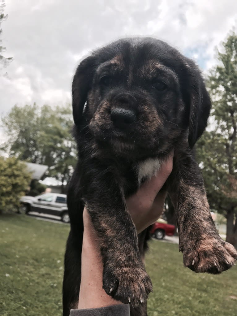 Otis, a Beagle and Golden Retriever mix tested with EmbarkVet.com