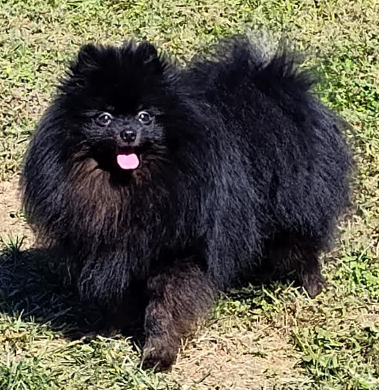 Tony, a Pomeranian tested with EmbarkVet.com