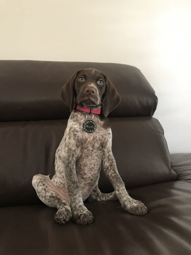 Marcela, a German Shorthaired Pointer tested with EmbarkVet.com