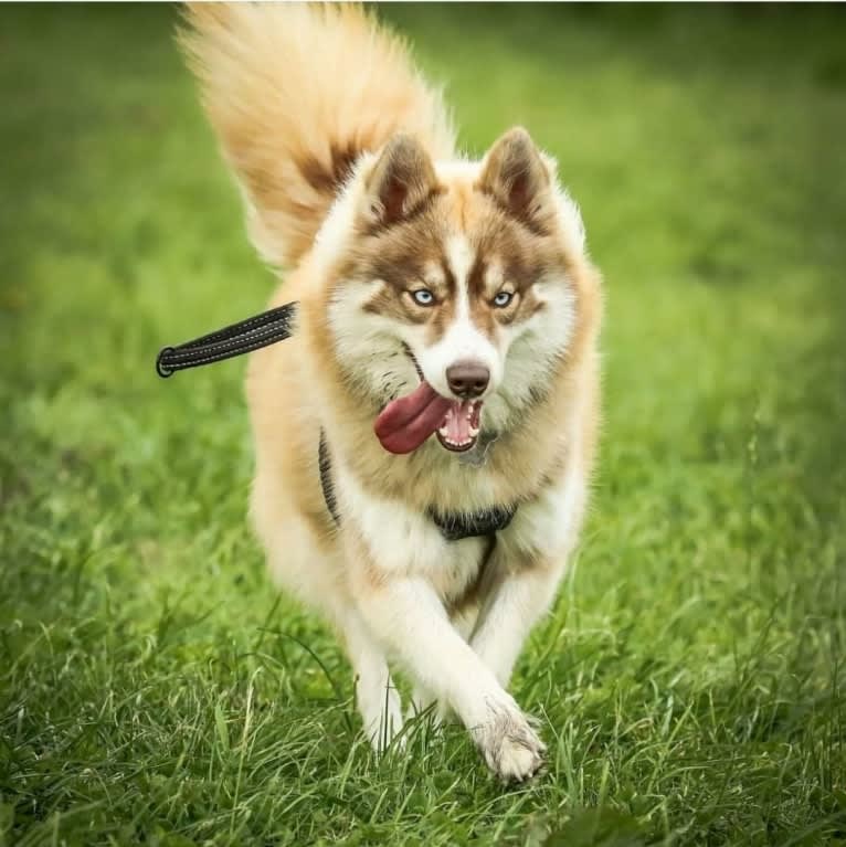 Leyla, a Pomsky tested with EmbarkVet.com