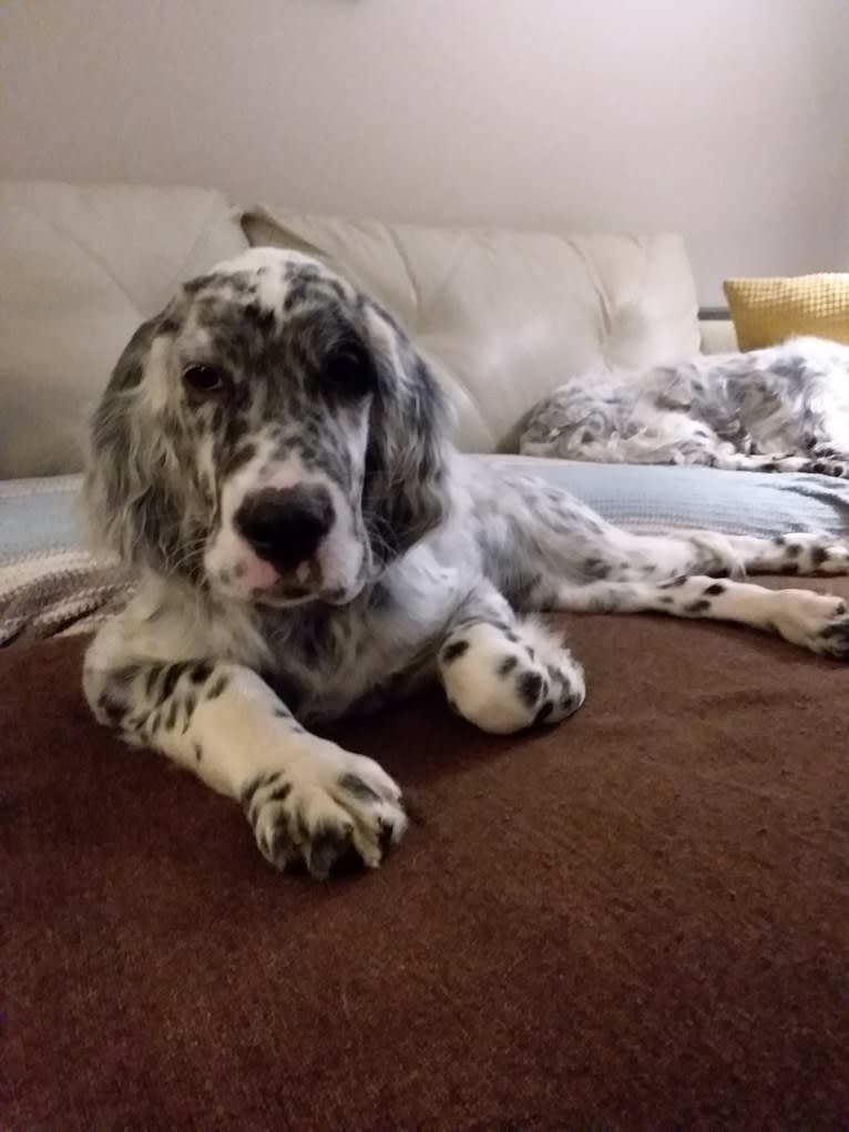 Kent, an English Setter tested with EmbarkVet.com