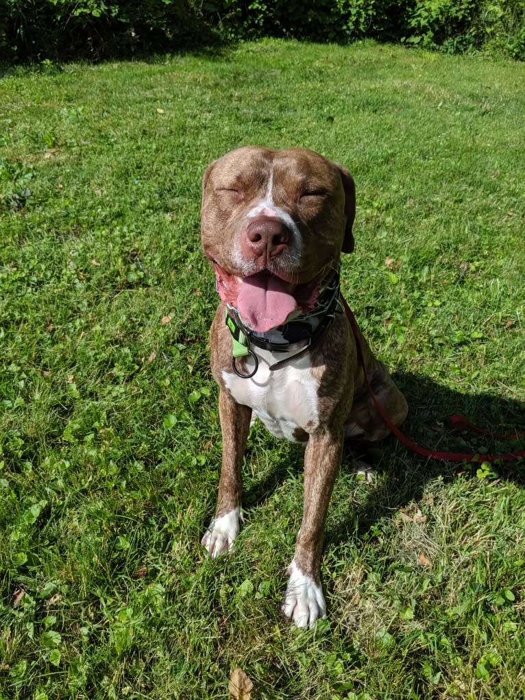 Kingston, an American Bulldog and Perro de Presa Canario mix tested with EmbarkVet.com