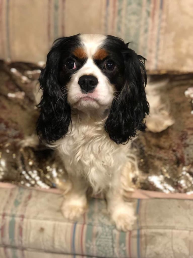 Augie, a Cavalier King Charles Spaniel tested with EmbarkVet.com