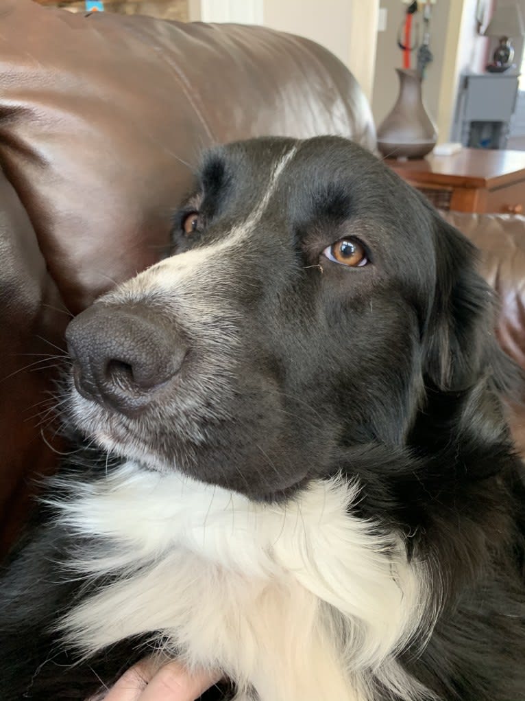 Bowie, a Great Pyrenees and Australian Shepherd mix tested with EmbarkVet.com