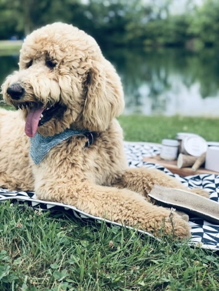 Copper, a Poodle (Standard) tested with EmbarkVet.com