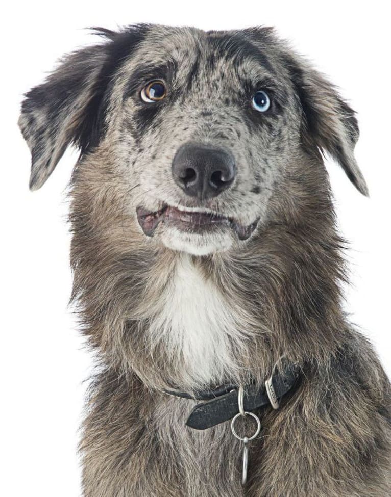 Granger, a German Shepherd Dog and Border Collie mix tested with EmbarkVet.com