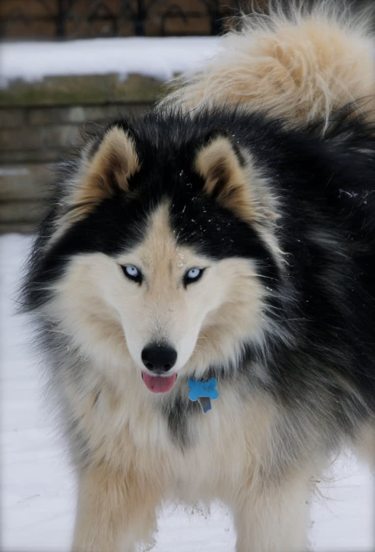 Zoe, a Siberian Husky tested with EmbarkVet.com