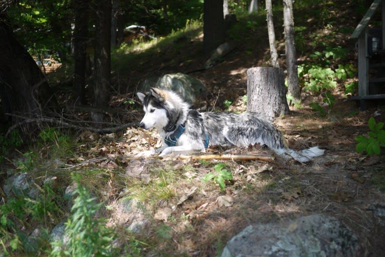 Yuri, a Siberian Husky and Alaskan Malamute mix tested with EmbarkVet.com