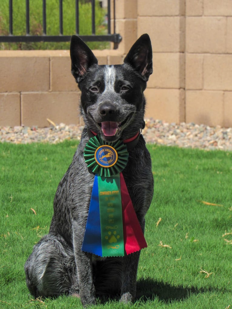 Bring the Heat, an Australian Cattle Dog tested with EmbarkVet.com