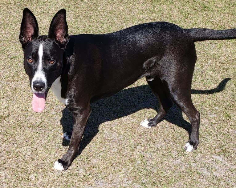 Kylo, a German Shepherd Dog and American Pit Bull Terrier mix tested with EmbarkVet.com