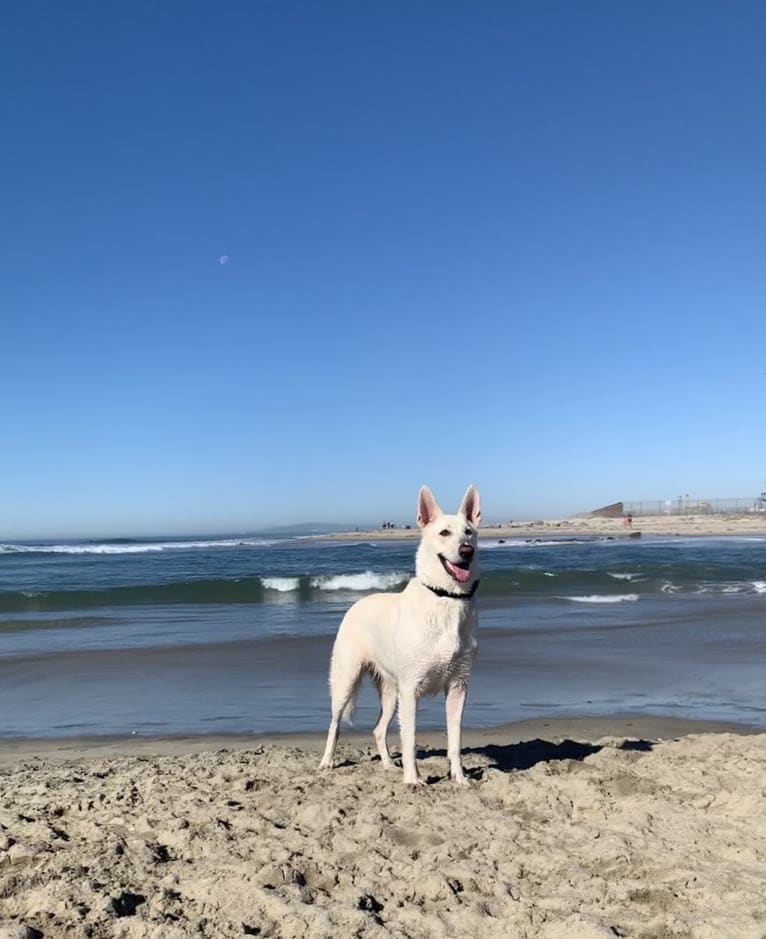 Bella, a German Shepherd Dog tested with EmbarkVet.com