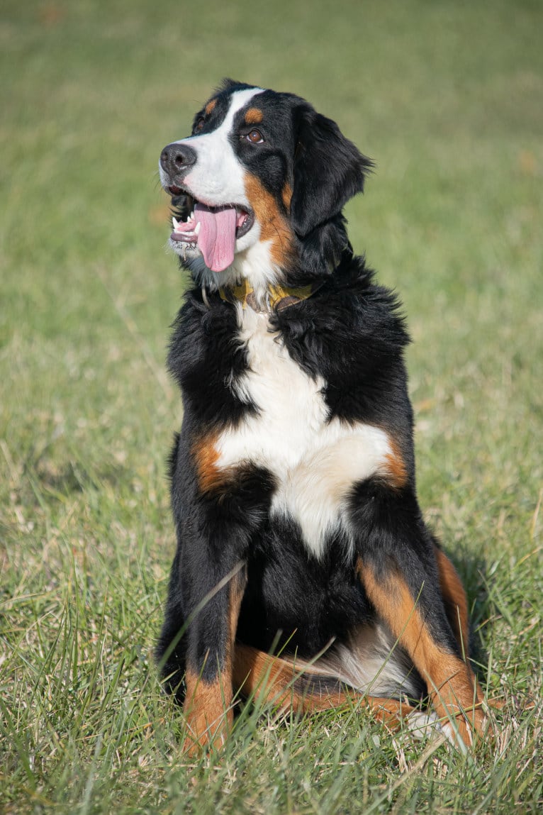 Bristol, a Bernese Mountain Dog tested with EmbarkVet.com