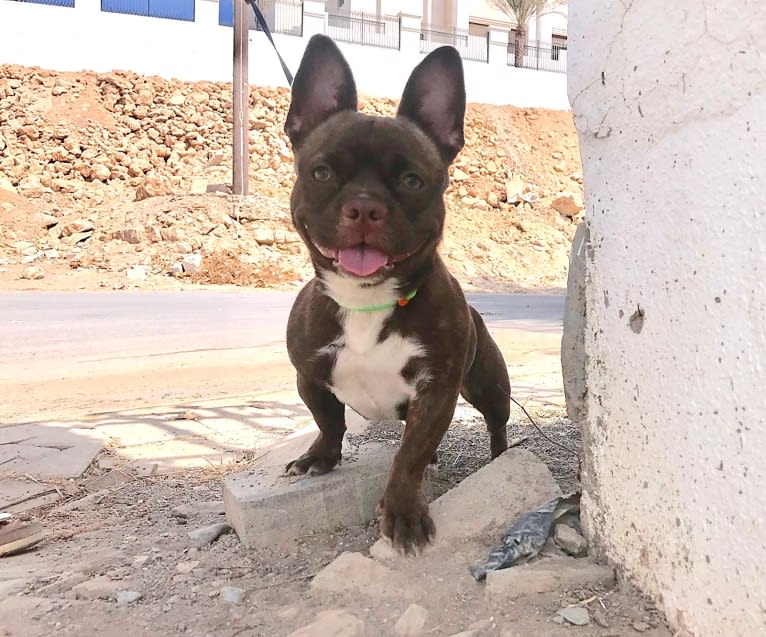 Kiki, a French Bulldog and Chihuahua mix tested with EmbarkVet.com