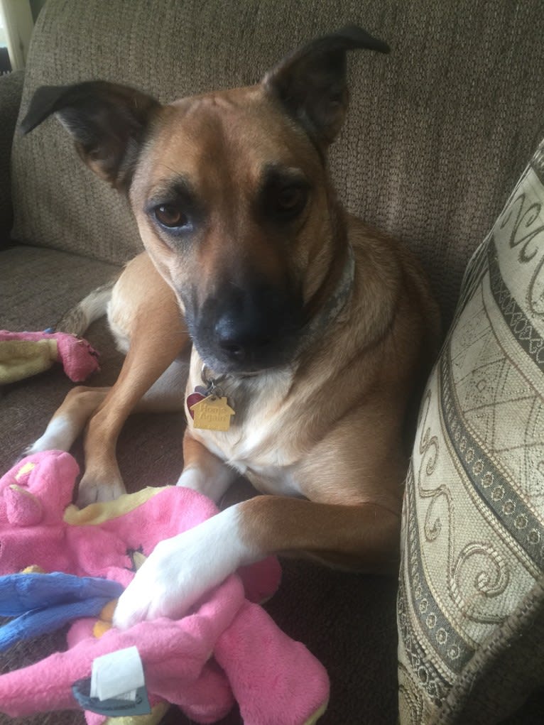 Lola, an English Shepherd and Australian Cattle Dog mix tested with EmbarkVet.com