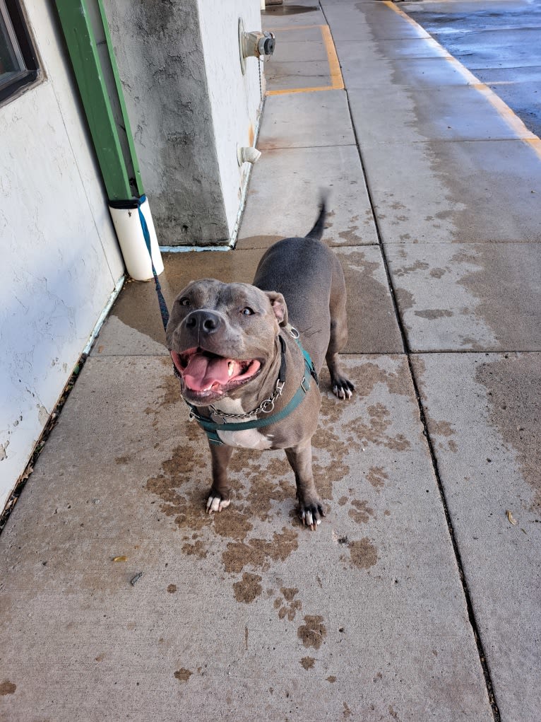 Killua, an American Bully tested with EmbarkVet.com