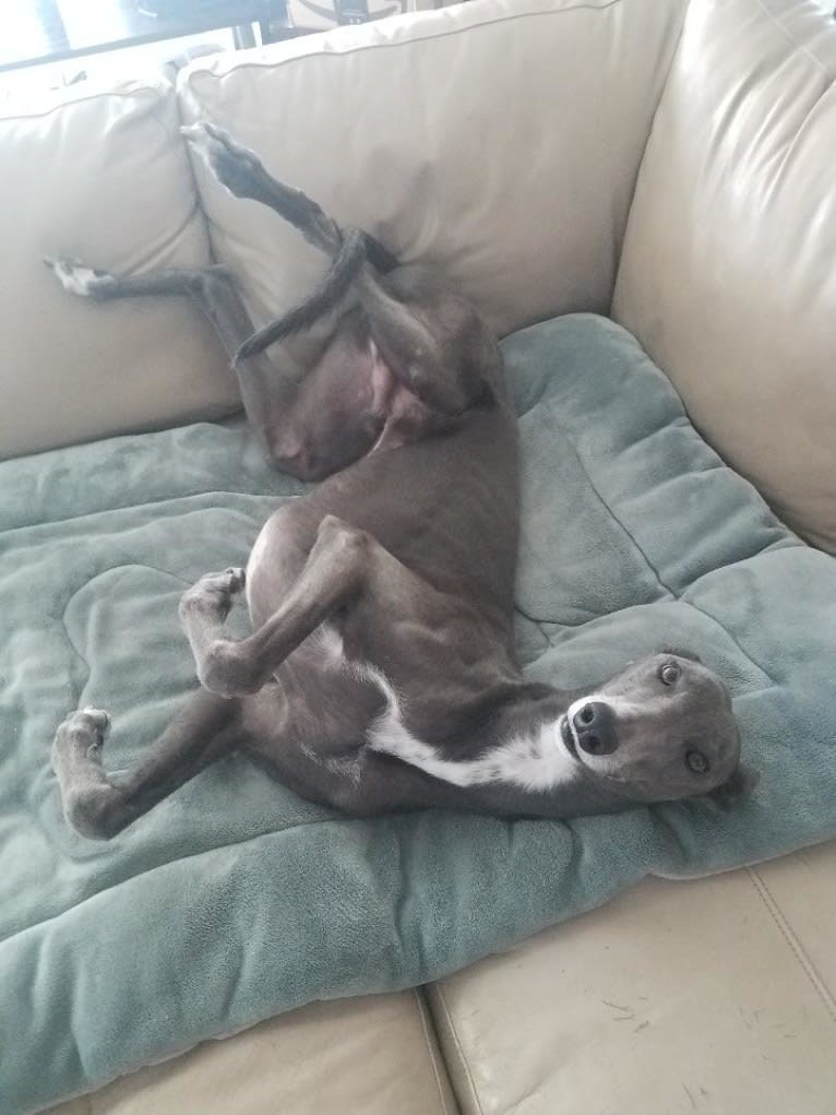 Whiskey, a Greyhound tested with EmbarkVet.com