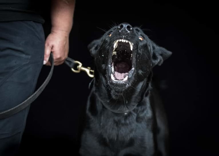 Mystic Black Fury aka Raven, a Dutch Shepherd and Belgian Malinois mix tested with EmbarkVet.com