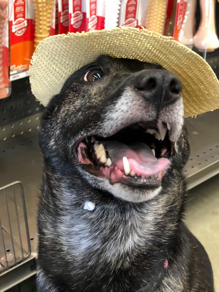 Pharah, a Labrador Retriever and German Shepherd Dog mix tested with EmbarkVet.com