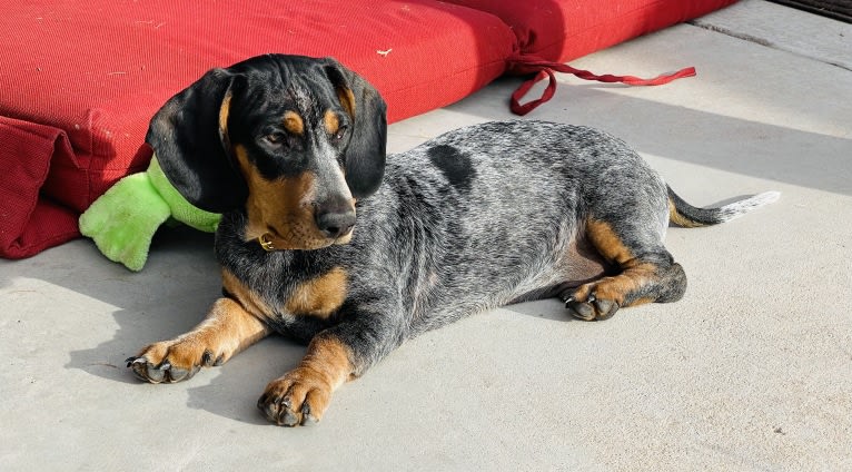 Kingston Stanley Rose, a Dachshund and Basset Hound mix tested with EmbarkVet.com