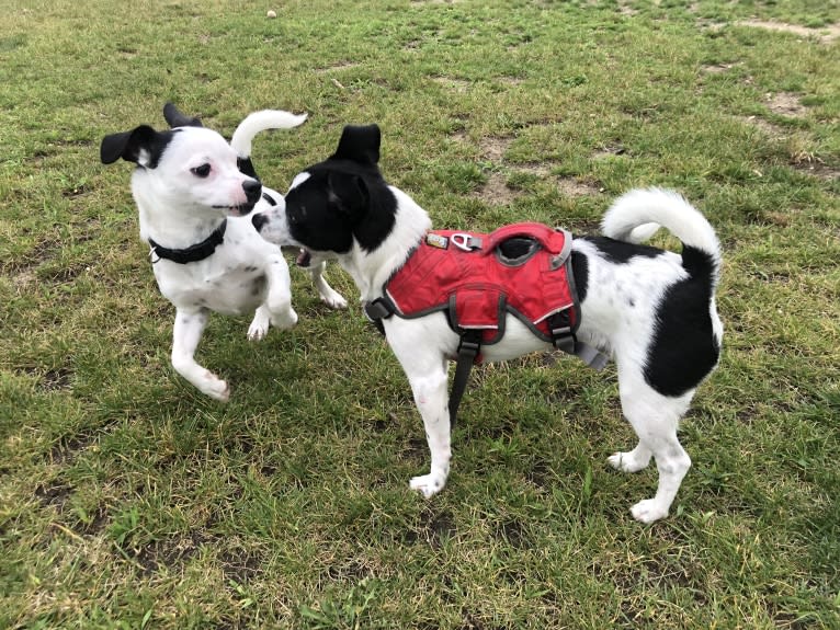 Nemo, a Mountain Cur and Chihuahua mix tested with EmbarkVet.com