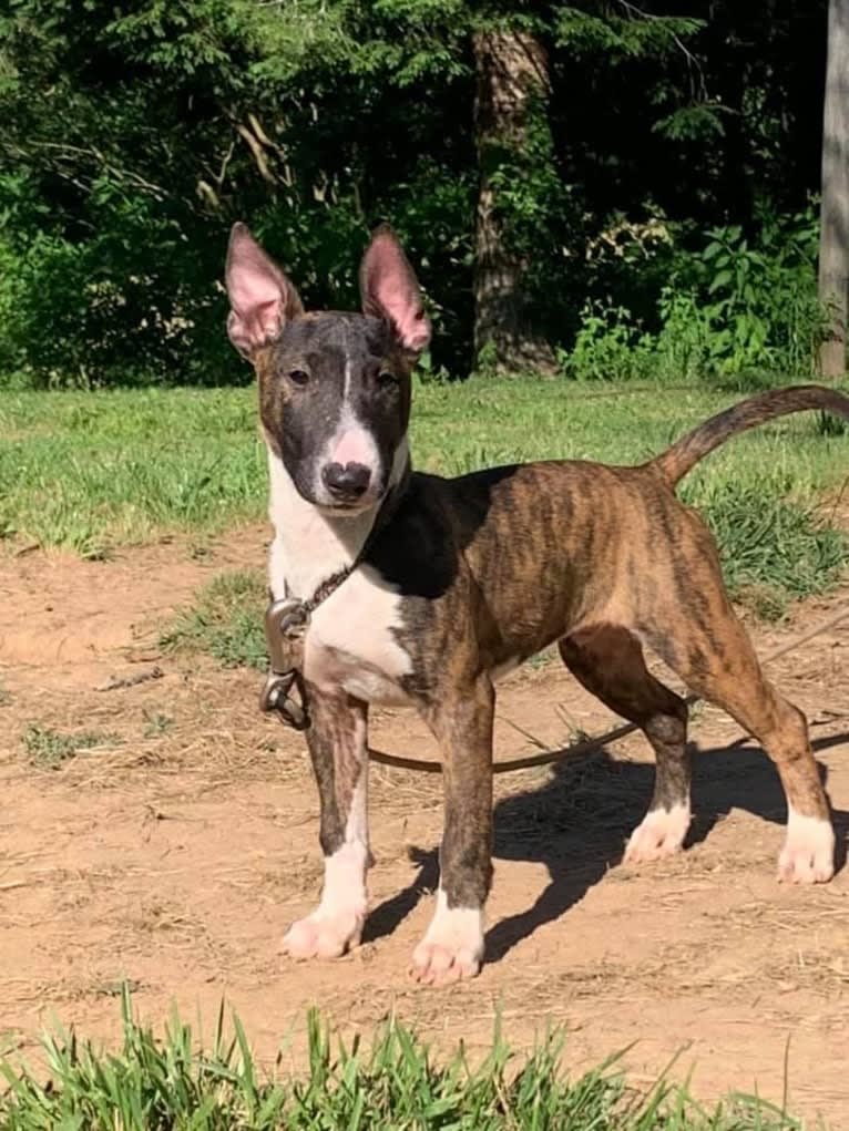 Dippy, a Bull Terrier tested with EmbarkVet.com