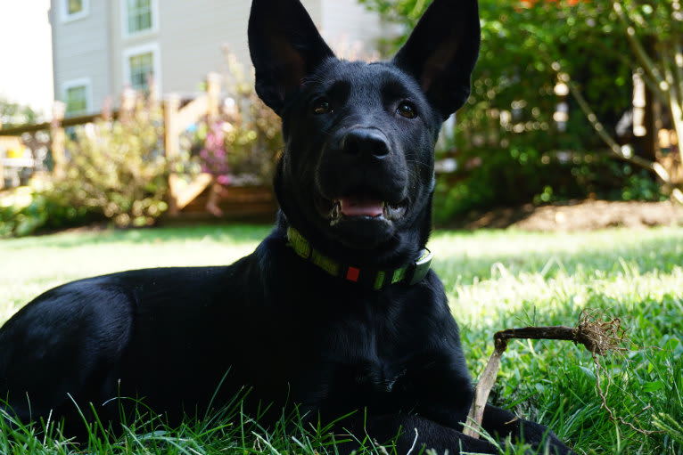 Sally, a Siberian Husky and Labrador Retriever mix tested with EmbarkVet.com