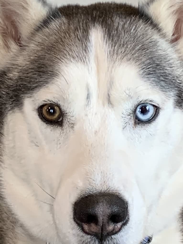 Caine, a Siberian Husky tested with EmbarkVet.com