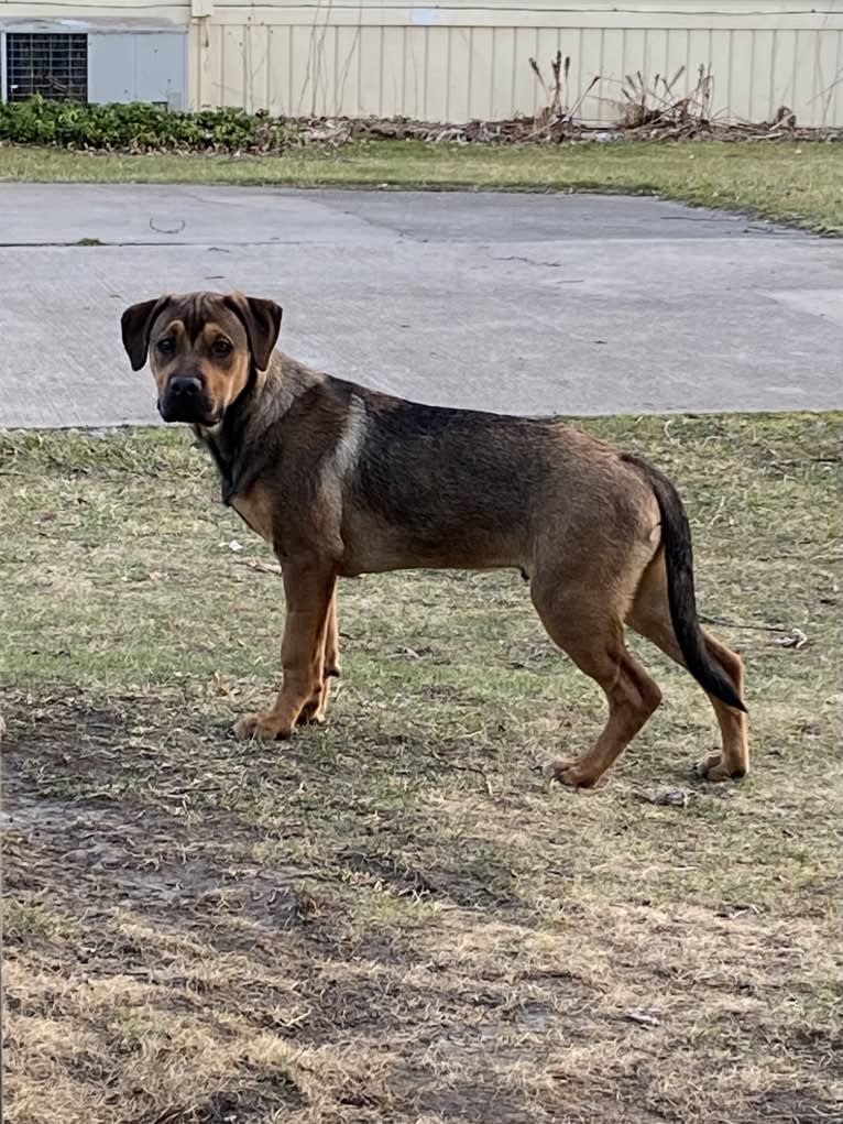 Lenny, a Rottweiler and American Pit Bull Terrier mix tested with EmbarkVet.com