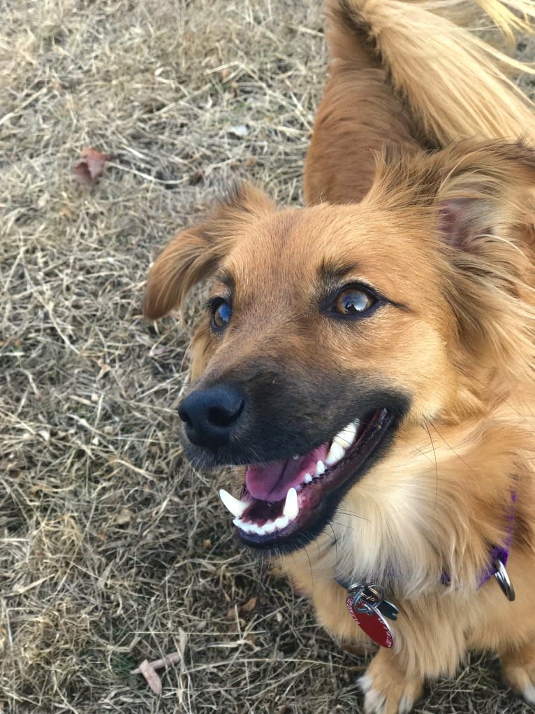 Finn, a Pomeranian and Russell-type Terrier mix tested with EmbarkVet.com