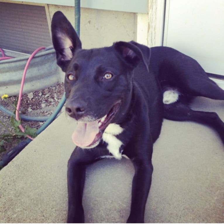 Leo, a Border Collie and American Pit Bull Terrier mix tested with EmbarkVet.com