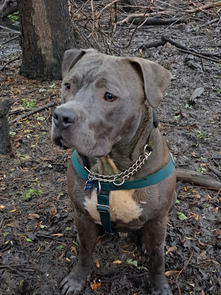 Killua, an American Bully tested with EmbarkVet.com