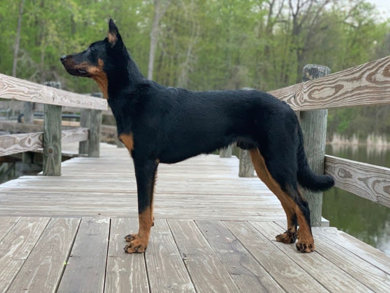 Ragar, a Beauceron tested with EmbarkVet.com