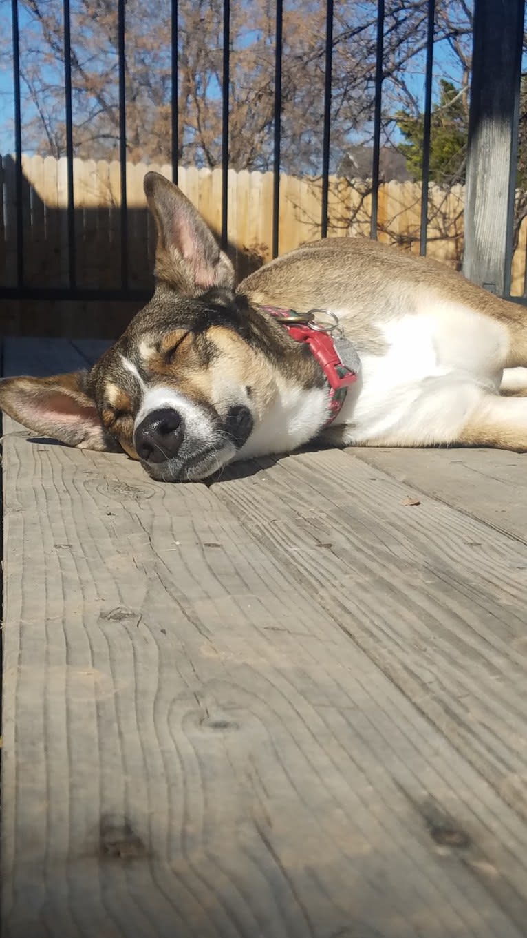 Nellie, a Doberman Pinscher and Siberian Husky mix tested with EmbarkVet.com