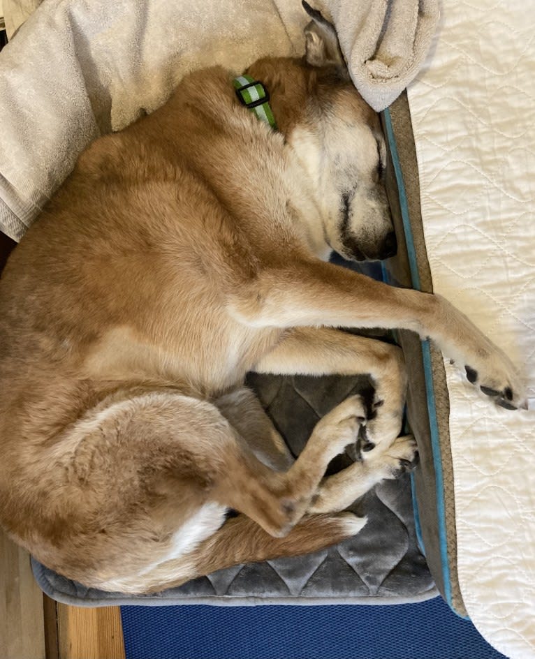 Bear, an Australian Cattle Dog and German Shepherd Dog mix tested with EmbarkVet.com