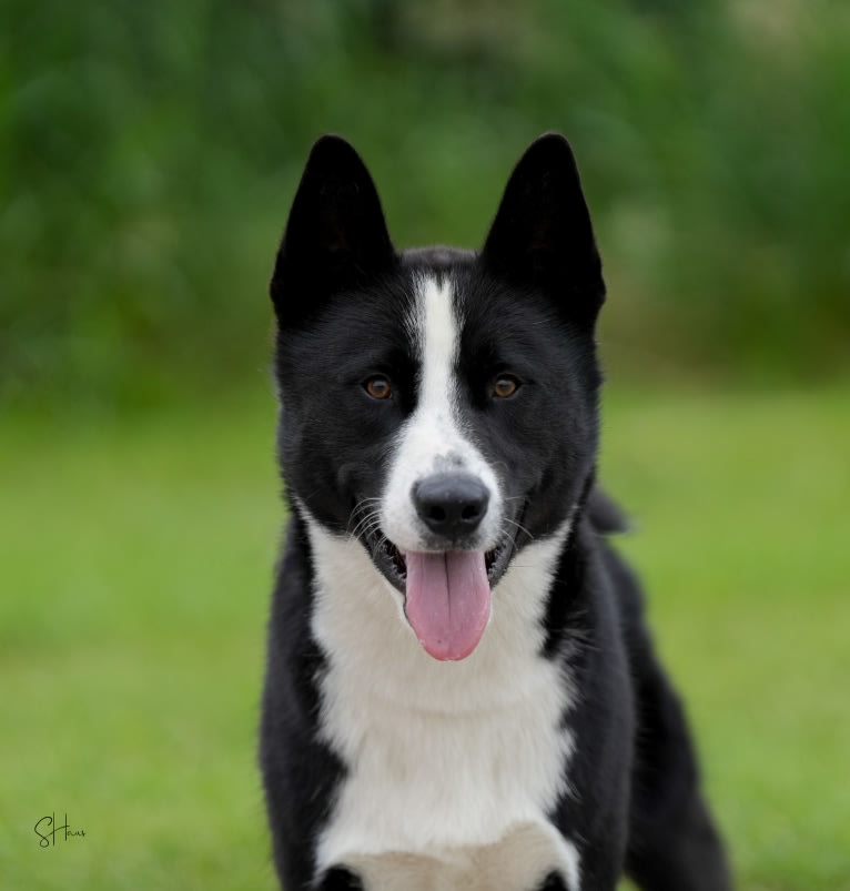 Pikki, a Karelian Bear Dog tested with EmbarkVet.com