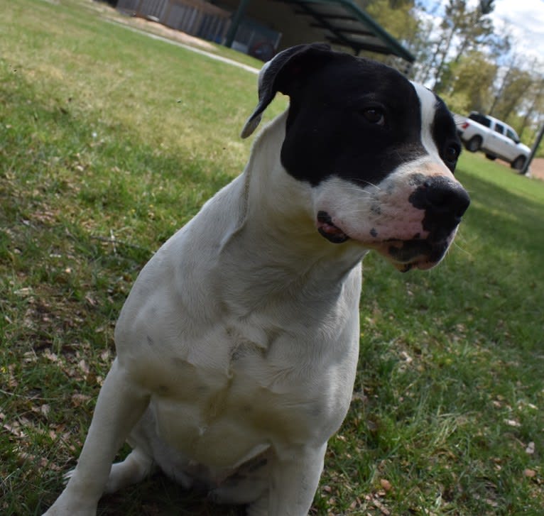 Asha, an American Bulldog tested with EmbarkVet.com