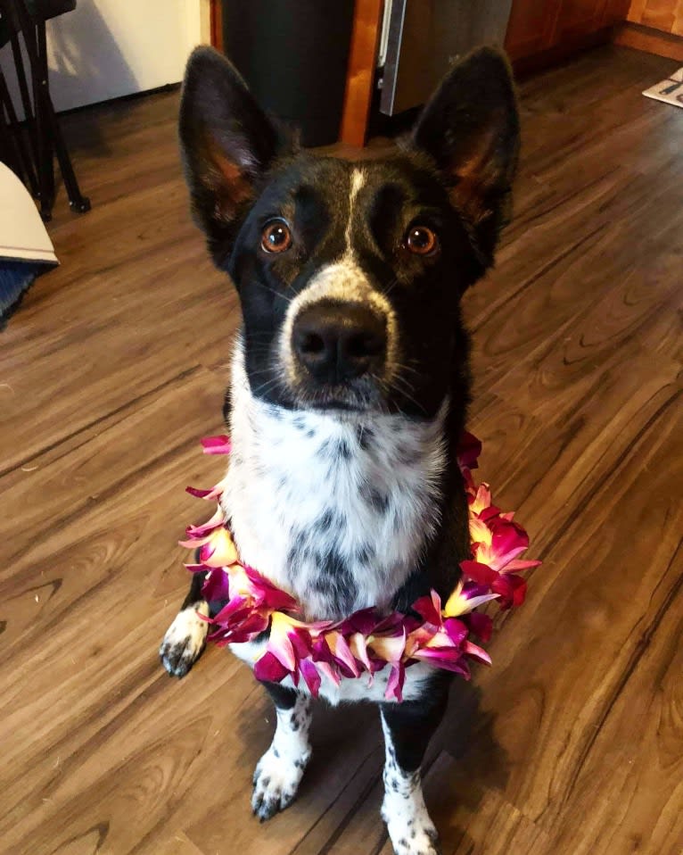 Malu, an Australian Shepherd and Catahoula Leopard Dog mix tested with EmbarkVet.com