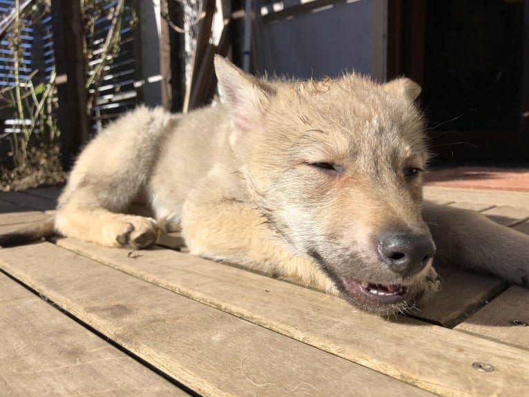 Caya, a Czechoslovakian Vlcak tested with EmbarkVet.com