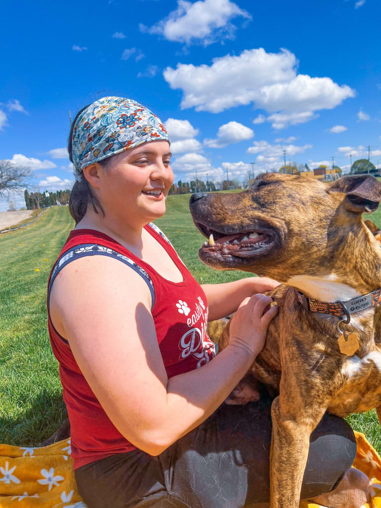 Tiger, an American Pit Bull Terrier tested with EmbarkVet.com