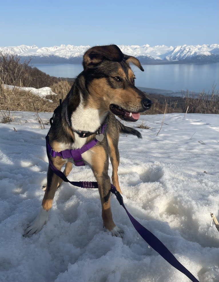 Tozi, an Alaskan-type Husky tested with EmbarkVet.com