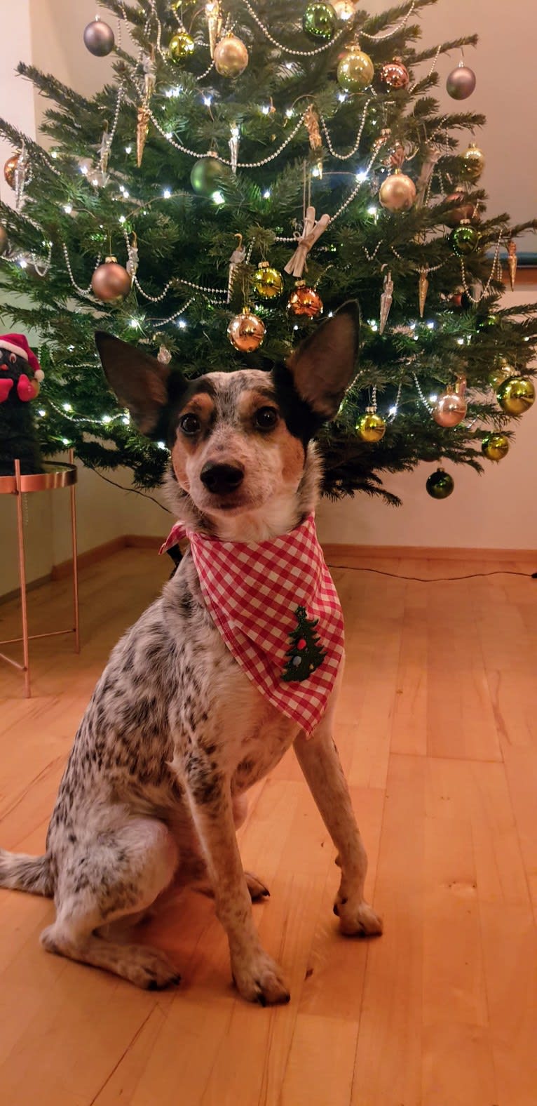 Bruce, an Eastern European Village Dog tested with EmbarkVet.com