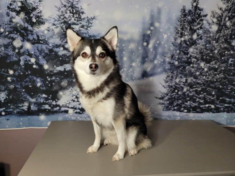 Khaleesi, a Pomsky tested with EmbarkVet.com