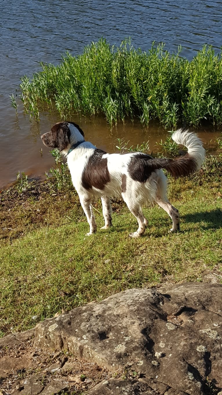 Luuk, a Drentsche Patrijshond tested with EmbarkVet.com