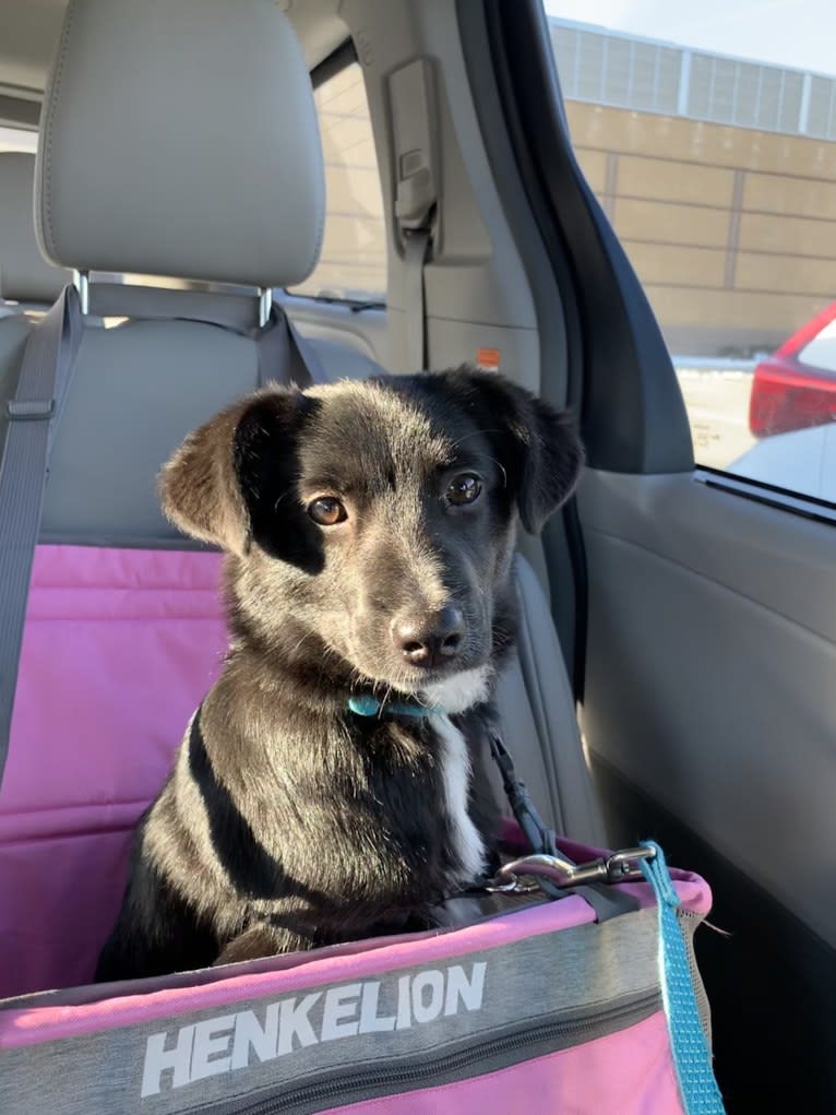 Lily, a Labrador Retriever and Beagle mix tested with EmbarkVet.com