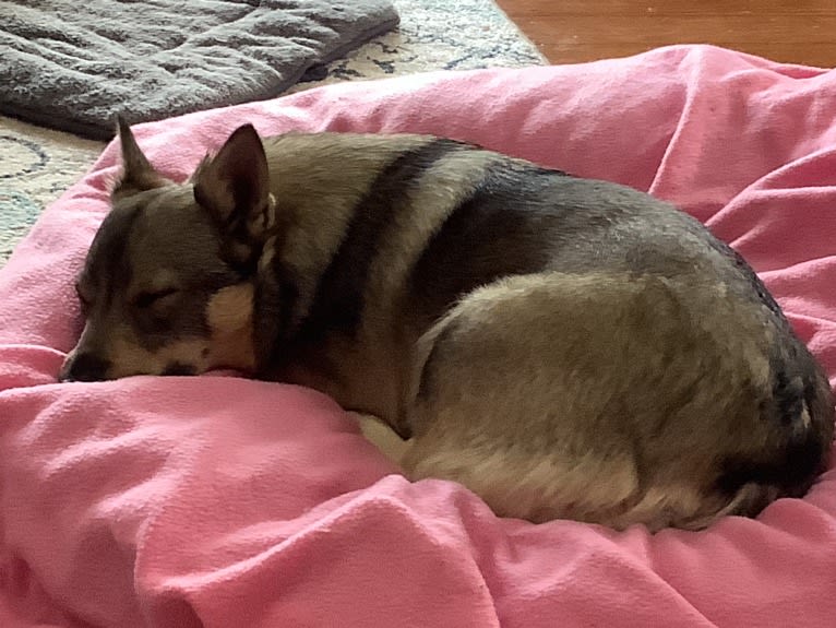 Maxine “Maxi”, a Swedish Vallhund tested with EmbarkVet.com