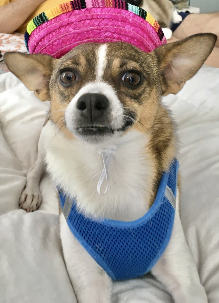 Dallas, a Pomeranian and Chihuahua mix tested with EmbarkVet.com