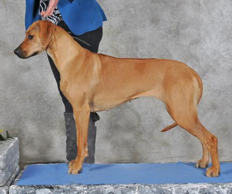 Keira, a Rhodesian Ridgeback tested with EmbarkVet.com